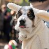 Photos From The PUPkin Parade, The Greatest Dog Costume Contest In NYC